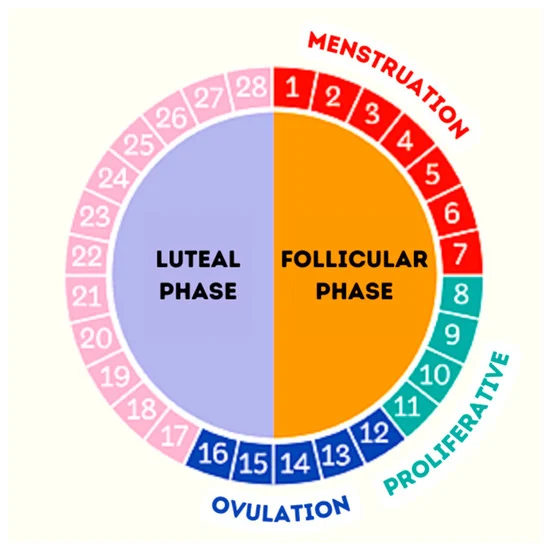 Menstrual Cycle Management